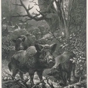 Wild Boar in Woods Print Wild Boar in Woods Print