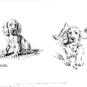 Young Golden Cocker Spaniel Print - Sketches of a Puppy Young Golden Cocker Spaniel Print - Sketches of a Puppy