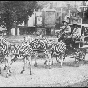 Zebras Pull Mazawattee Tea Cart Print Zebras Pull Mazawattee Tea Cart Print