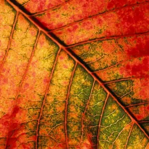 Autumn Leaf Print - Underside Autumn Leaf Print - Underside