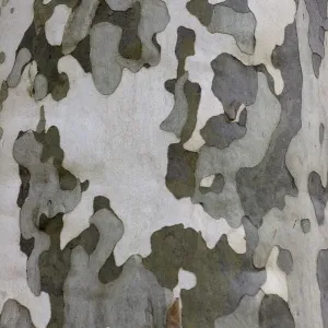 Plane Tree Bark Print Plane Tree Bark Print