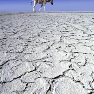 Zebra Print in Drought Landscape Zebra Print in Drought Landscape