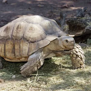 Tortuga de empuje africano Tortuga de empuje africano