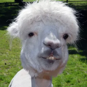 Alpaca Print - Vicugna pacos (PM-10663)