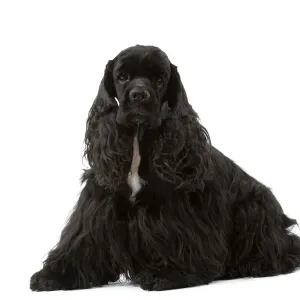 American Cocker Spaniel - black Print by Ardea