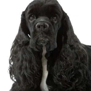 Spaniel American Cocker
