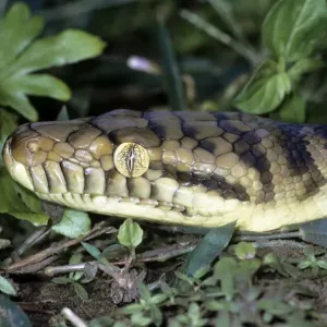 Ammonit/ Amonitin/ Skrub-Python - Näherung des Kopfes Ammonit/ Amonitin/ Skrub-Python - Näherung des Kopfes