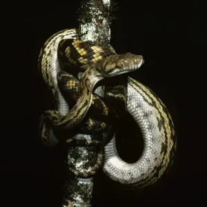 Ametyst/ Ameisstein/ Skrub-Python – umschlungen über einen Zweig – Australien Ametyst/ Ameisstein/ Skrub-Python – umschlungen über einen Zweig – Australien