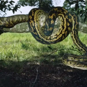 Amethystpython