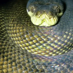 Ametrist/ Ameistinisch/ Skrud-Python- Kopf im Schlangenkörper-Australien Ametrist/ Ameistinisch/ Skrud-Python- Kopf im Schlangenkörper-Australien