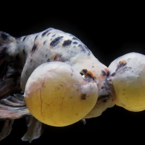 Aquarium Fish - Bubble Eye Goldfish Print Aquarium Fish - Bubble Eye Goldfish Print