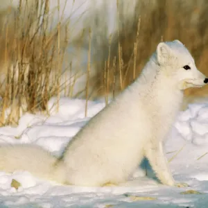 Arctic Fox Print - Alopex lagopus in Snow Landscape Arctic Fox Print - Alopex lagopus in Snow Landscape