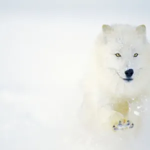 Lobo Ártico/ Lobo Gris de Ártica corriendo en la nieve. MW2598 Lobo Ártico/ Lobo Gris de Ártica corriendo en la nieve. MW2598