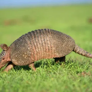 9 Banded Armadillo Print in Grass 9 Banded Armadillo Print in Grass