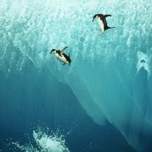 Chinstrap Penguin Print - Jumping off Blue Iceberg Chinstrap Penguin Print - Jumping off Blue Iceberg
