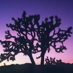 Joshua Tree National Monument Print at Sunset Joshua Tree National Monument Print at Sunset