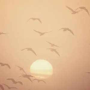 Pink-footed Geese in Flight Print Pink-footed Geese in Flight Print