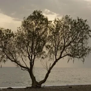 Tamarisk tree by the sea, Chios Greece Print Tamarisk tree by the sea, Chios Greece Print