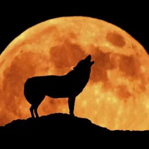 Wolf Print - Full Moon Silhouette Wolf Print - Full Moon Silhouette