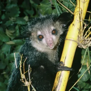 Aye-aye Print - Perched on a branch in Ankarana forest reserve, Madagascar Aye-aye Print - Perched on a branch in Ankarana forest reserve, Madagascar