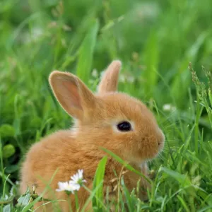 Dwarf Rabbit Print - Miniature Rabbit Sitting in Grass Dwarf Rabbit Print - Miniature Rabbit Sitting in Grass