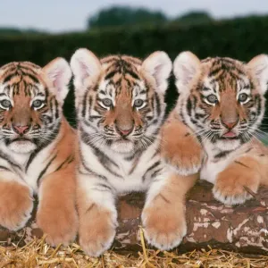 Siberian / Amur Tiger Cub Print Siberian / Amur Tiger Cub Print