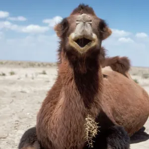 Camel de Bactriana Camel de Bactriana