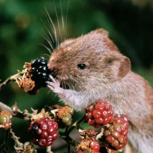 Banco de Volo - alimentándose de arándanos negros Banco de Volo - alimentándose de arándanos negros