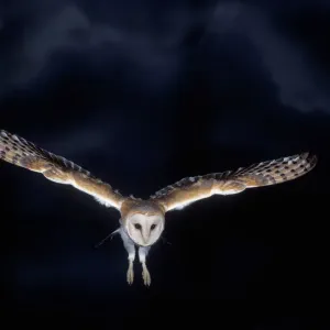 Barn Owl Print in Flight at Night Barn Owl Print in Flight at Night
