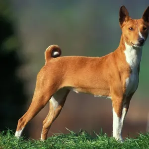 Basenji Dog Print - Congo Breed Standing Portrait Basenji Dog Print - Congo Breed Standing Portrait