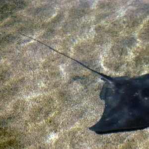 Fledermaus Fledermaus