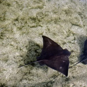 Fledermaus Fledermaus