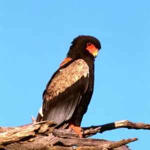 Bateleur