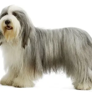 Bearded Collie Print - LA-3549 Bearded Collie Print - LA-3549