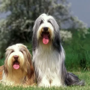 Bearded Collie