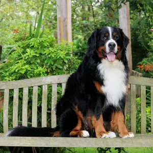 Bernese Mountain Dog Print - Sitting on Bench JD-20748 Bernese Mountain Dog Print - Sitting on Bench JD-20748