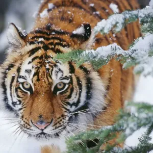 Amur Tiger Close-up Print Amur Tiger Close-up Print