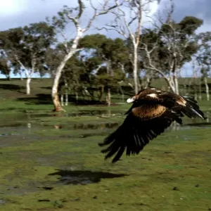 Wedge-tailed eagle in flight Print
