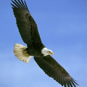 Weißkopfseeadler