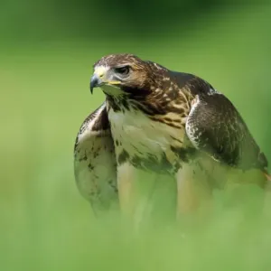 Red-tailed Hawk Print - Buteo jamaicensis Artwork Red-tailed Hawk Print - Buteo jamaicensis Artwork