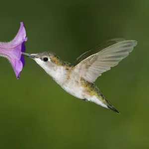Ruby-throated Hummingbird Print (JZ-2033) - Archilochus colubris Ruby-throated Hummingbird Print (JZ-2033) - Archilochus colubris
