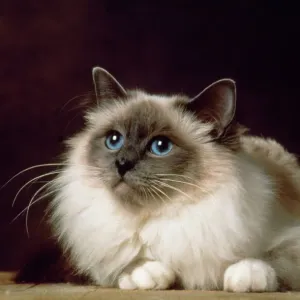 Gato de punto azul birmano