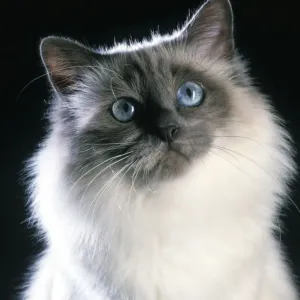 Gato Birmania