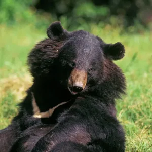 Asiatischer Schwarzbär