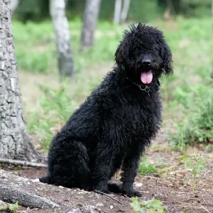 Black Labradoodle Print JD-18753 Black Labradoodle Print JD-18753