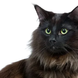 Black Norwegian Forest Cat Studio Print LA-6933 Black Norwegian Forest Cat Studio Print LA-6933