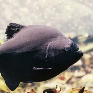 Black Piranha Amazon Print - Serrasulmus strombeus Black Piranha Amazon Print - Serrasulmus strombeus