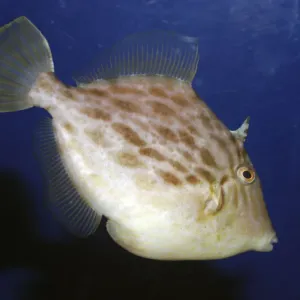 Schwarzer Schleifkantengruntfisch, Korallen im nördwestlichen Pazifik Schwarzer Schleifkantengruntfisch, Korallen im nördwestlichen Pazifik
