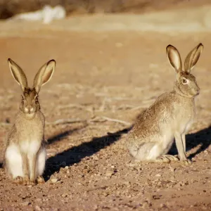 Black-tailed Jackrabbit Print