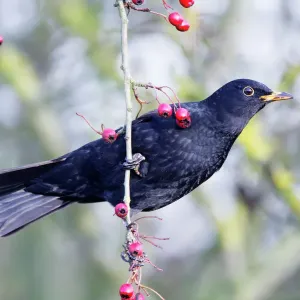 Blackbird ROY-454 Print - Common Blackbird on Hawthorn Blackbird ROY-454 Print - Common Blackbird on Hawthorn